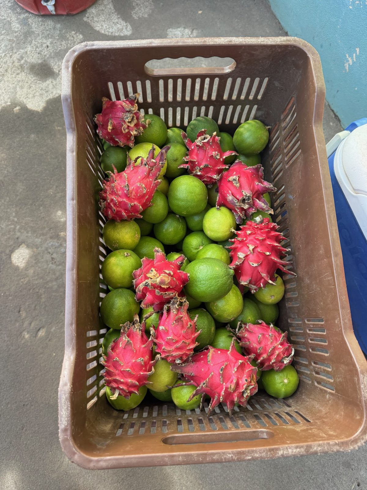 Brown crate filled with pink dragon fruit and green limes on a concrete floor